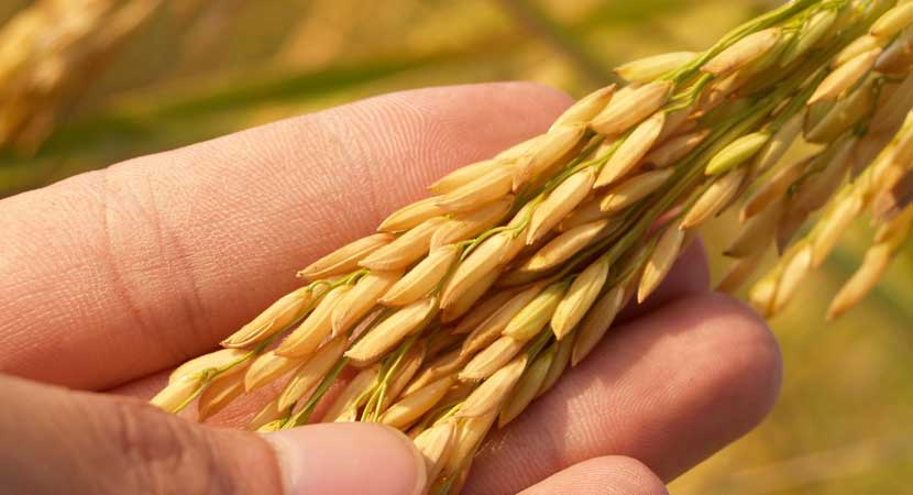 Grains in Patiala